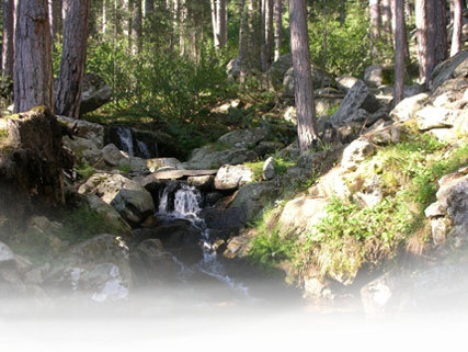 Forêt en Corse